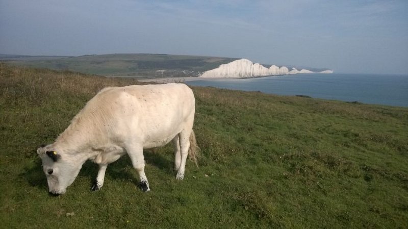 How can we make Brexit work for Sussex wildlife?